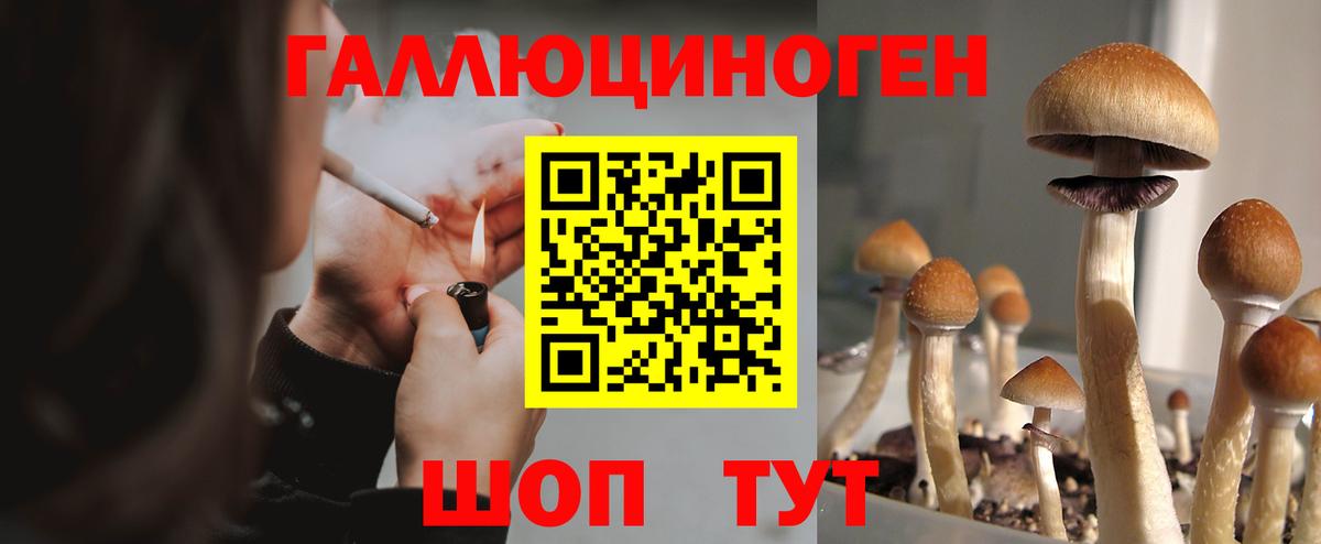 Галлюциногенные грибы Psilocybe Шатура